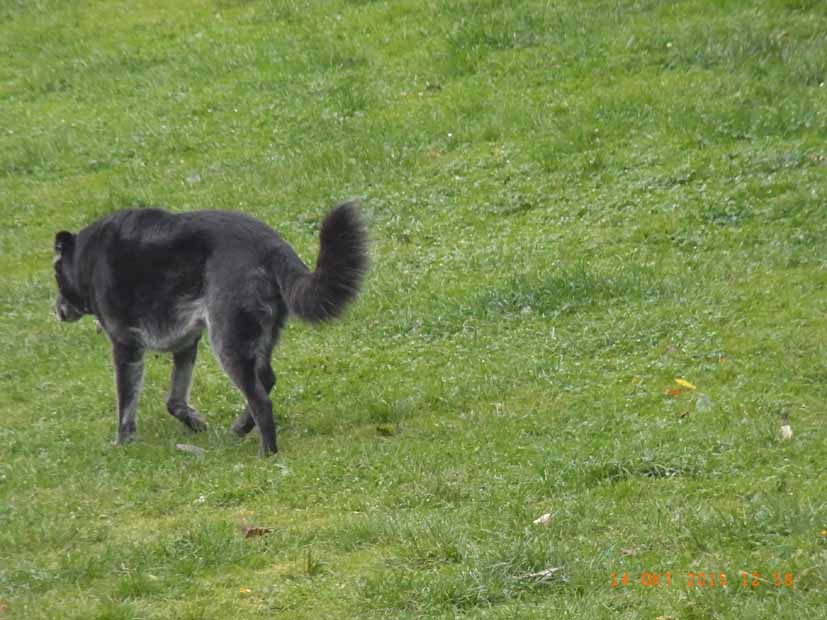Luis - ich bin dann mal weg.jpg (827 x 620)
